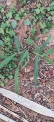 Zingiber officinale