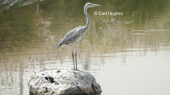Ardea cinerea
