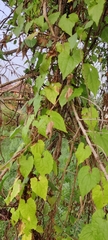 Zingiber officinale