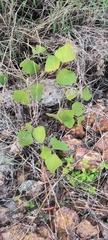 Zingiber officinale