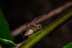 Oxyopes sertatoides