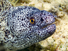 Gymnothorax annasona