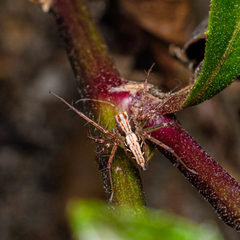 Oxyopes sertatoides