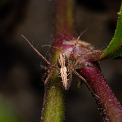 Oxyopes sertatoides