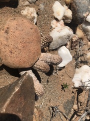 Larryleachia marlothii