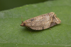 Neocalyptis affinisana