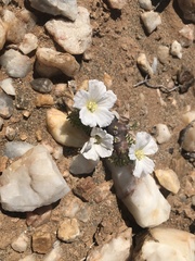 Monsonia multifida
