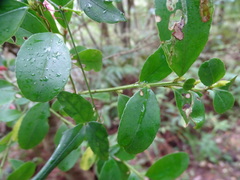 Ilex maximowicziana