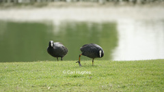 Fulica atra