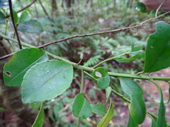 Ilex maximowicziana