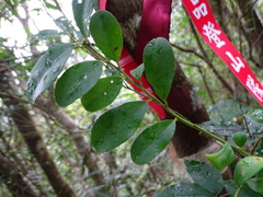 Ilex maximowicziana