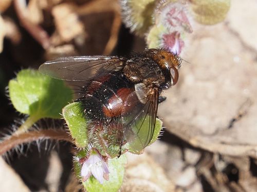 Gonia divisa