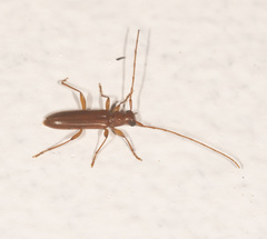 Notoceresium impressiceps