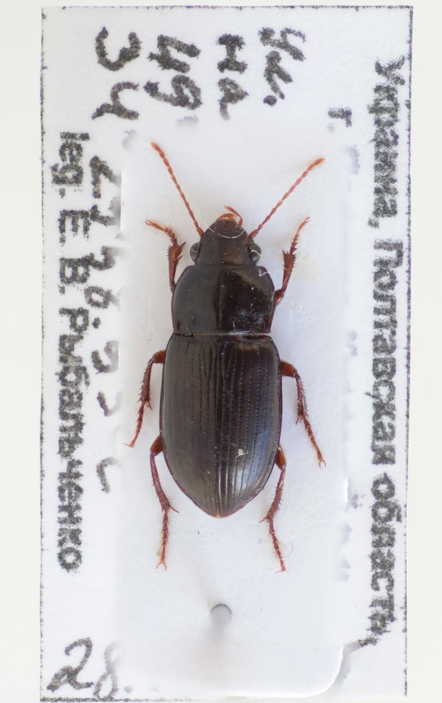 Amara majuscula