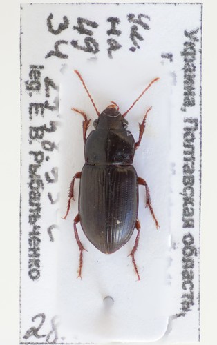 Amara majuscula