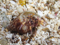 Calcinus spicatus