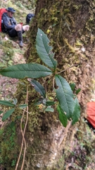 Berberis morii