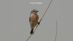 Saxicola maurus