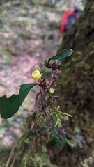 Berberis morii