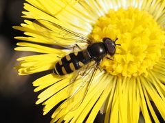 Melangyna lasiophthalma