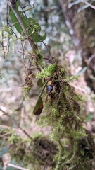 Berberis morii