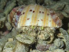 Dardanus deformis