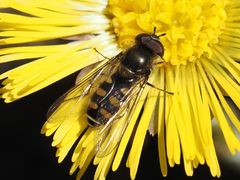 Melangyna lasiophthalma