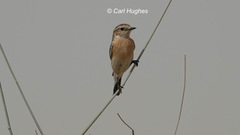 Saxicola maurus