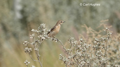Saxicola maurus
