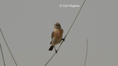 Saxicola maurus