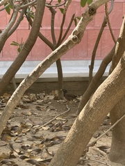 Acridotheres tristis