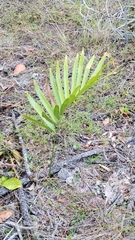 Zamia prasina