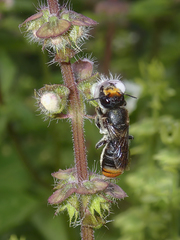 Megachile mackayensis