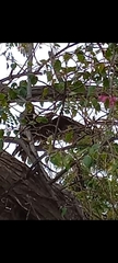 Milvus migrans govinda