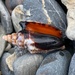 Dark Diana Conch - Photo (c) Peter Robinson, some rights reserved (CC BY-NC), uploaded by Peter Robinson