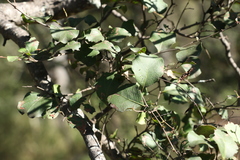 Cadellia pentastylis