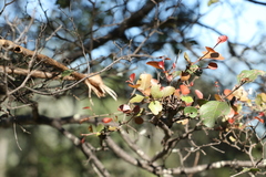 Cadellia pentastylis