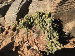 Portulacaria pygmaea