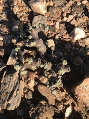 Monsonia multifida