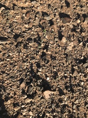 Monsonia multifida
