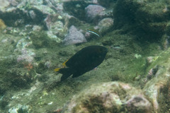 Plectroglyphidodon apicalis