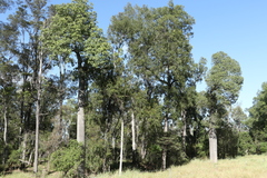 Brachychiton australis