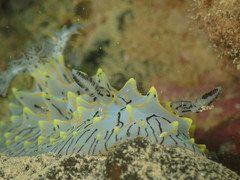 Halgerda willeyi