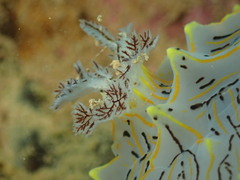 Halgerda willeyi