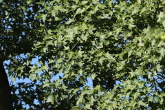 Brachychiton australis