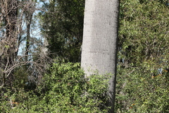 Brachychiton australis