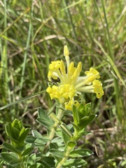 Lasiosiphon anthylloides