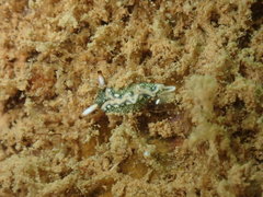 Thuridilla carlsoni