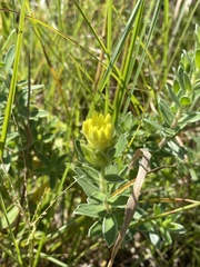 Lasiosiphon anthylloides