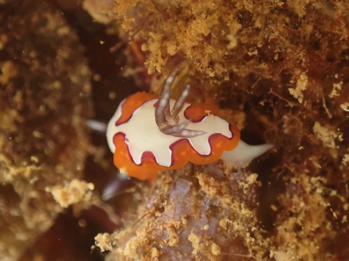 Faithful Sea Slug